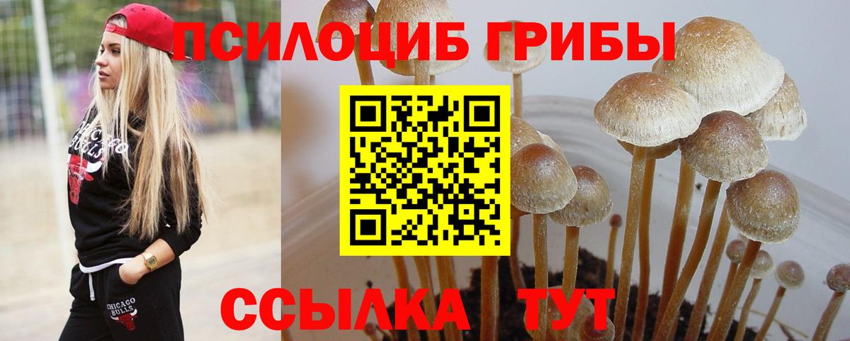 Галлюциногенные грибы GOLDEN TEACHER  Галлюциногенные грибы Magic Shrooms  Тейково  купить наркотики цена  Вход с VPN 